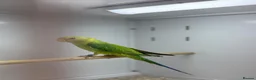 Parakeets birds for sale: Baby plum headed  - Advert 6
