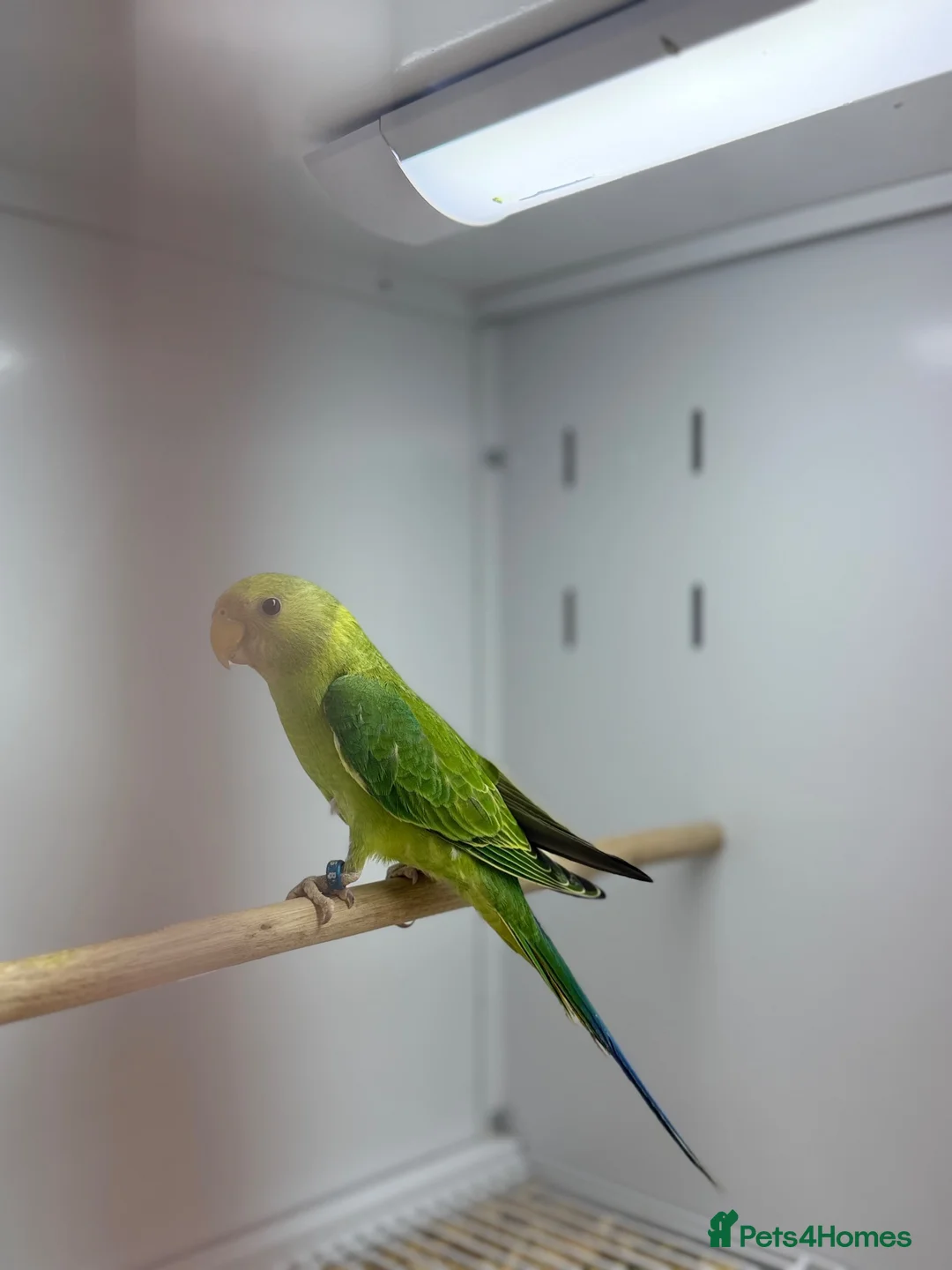 Parakeets birds for sale: Baby plum headed  - Advert 6
