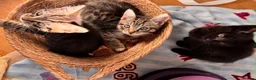 Mixed Breed cats for sale: Kittens for sale  - Advert 5