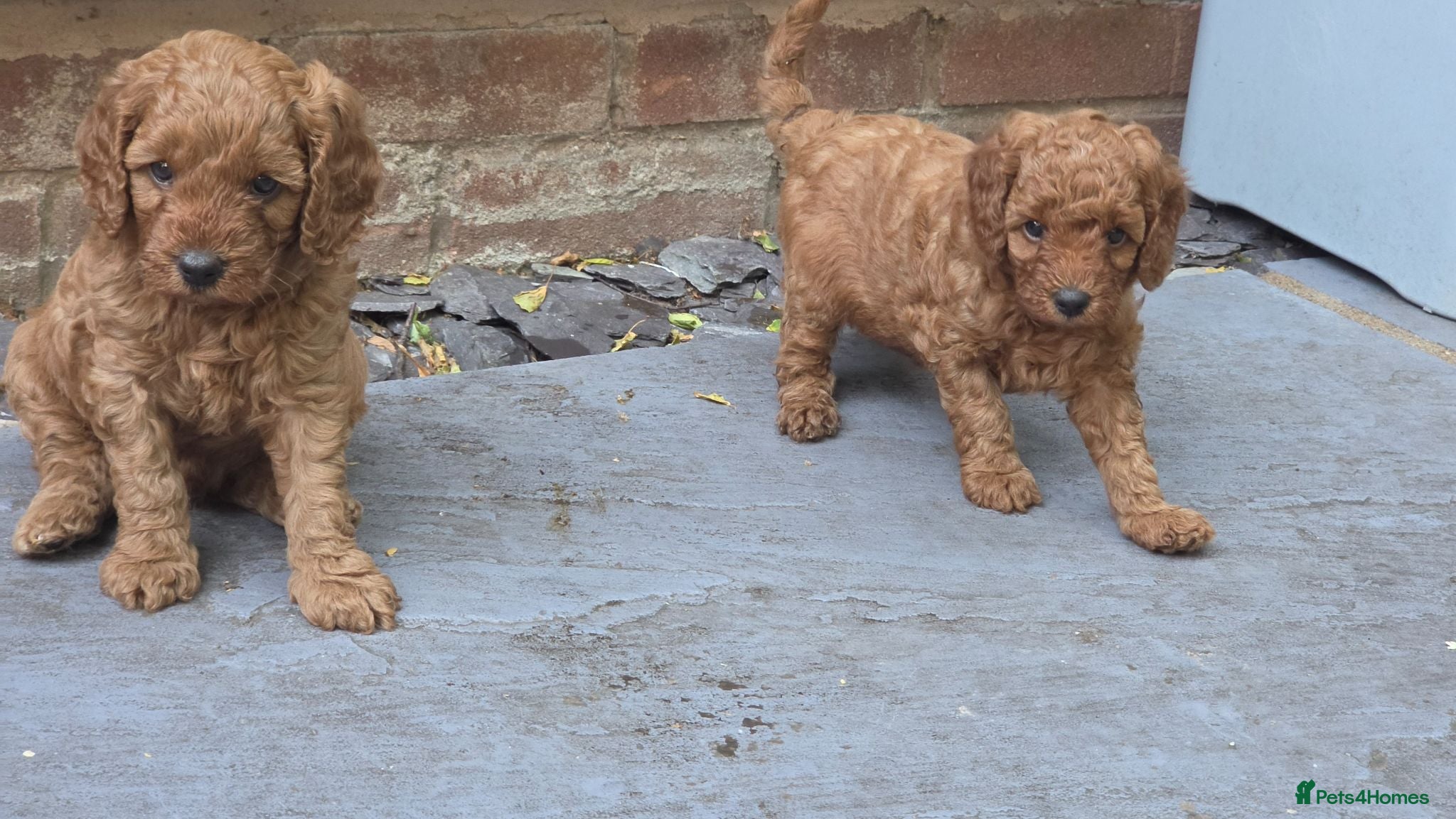 Cavapoo dogs ❤️Beautiful cavapoo- Ready 16th July ❤️ - Advert 2