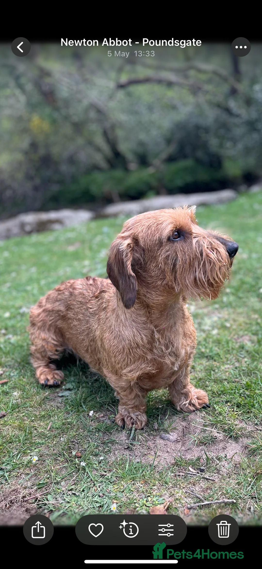 Dachshund dogs for stud: Red Standard Wire Haired Dachshund for Stud  - Advert 2