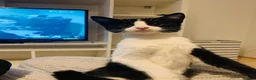 Mixed Breed cats for sale: Adorable kittens for sale - Advert 1