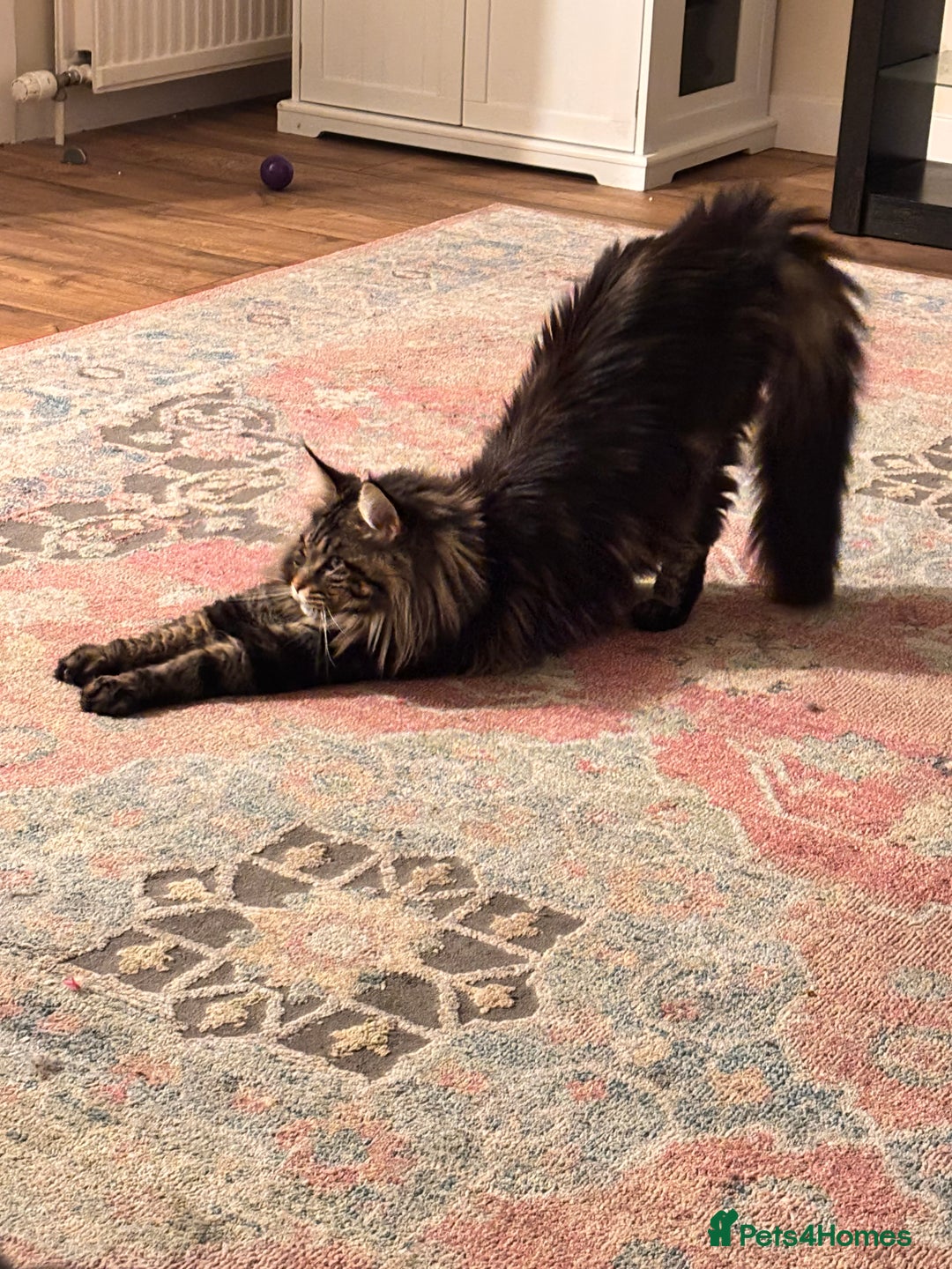 Maine Coon cats for stud:  Mainecoon For Stud - Advert 8