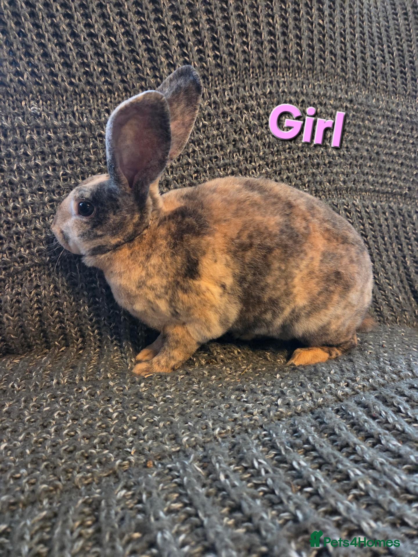 Rex rabbits Breeding pair of Unrelated mini rex - Advert 2