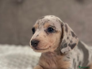 Miniature Dachshund dogs KC blue & cream dapple miniatu dachshunds last boy - Advert 3