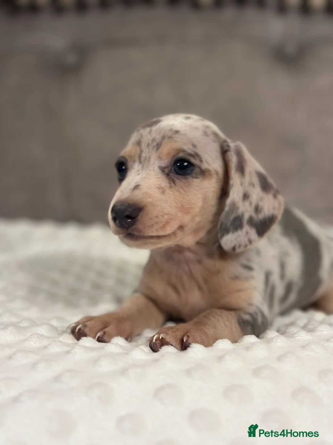 Miniature Dachshund dogs for sale: KC READY NOW DAPPLE minature DACHSHUNDS    - Advert 3