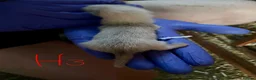 Ferret rodents for sale: Half angora silver/white  in Sherborne - Advert 8