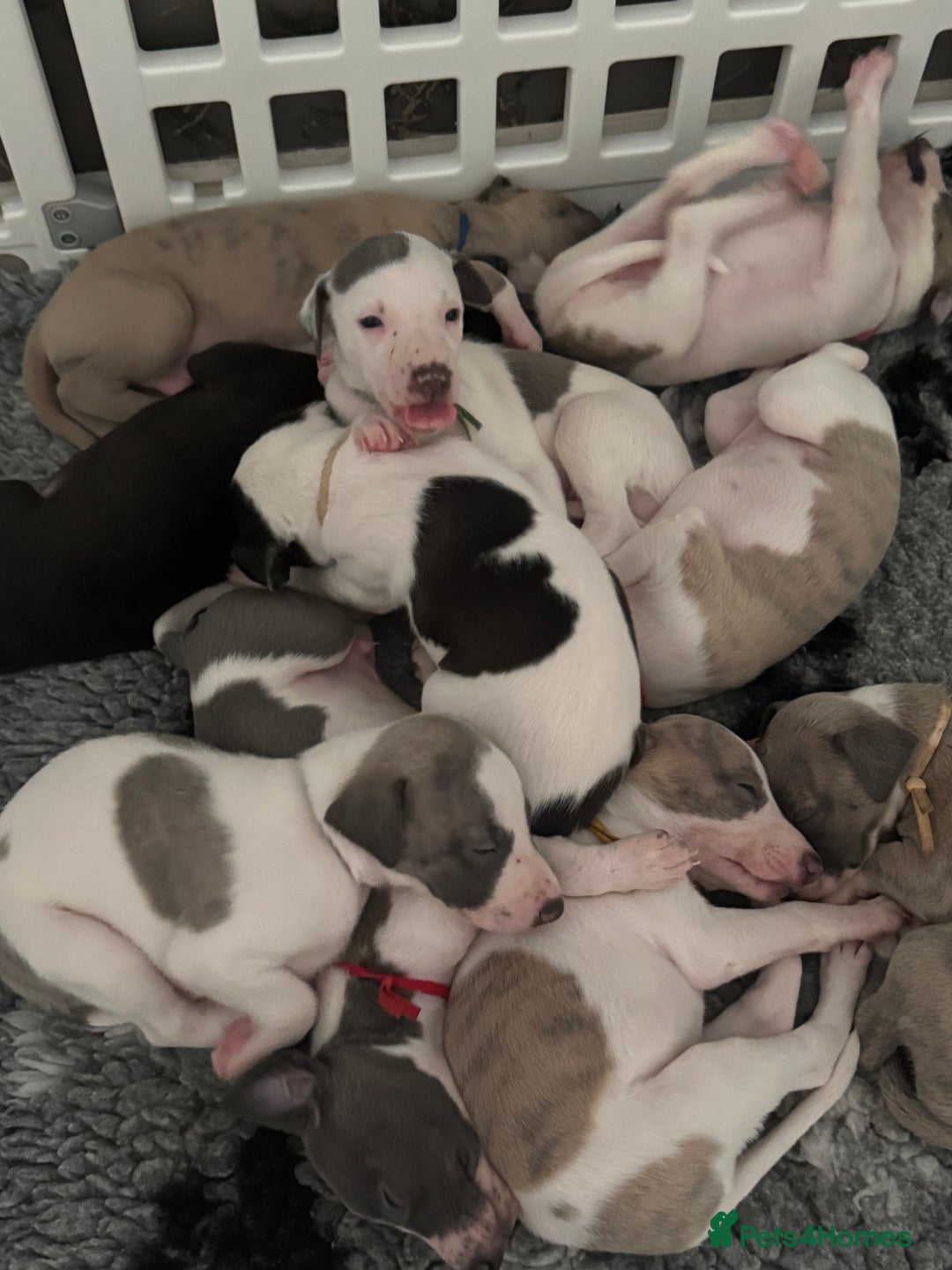 Whippet dogs for sale: KC Whippet puppies only 2 boys left  - Advert 4