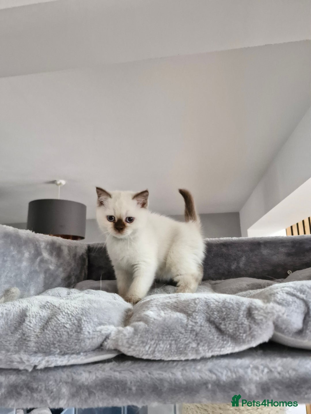 British Shorthair cats for sale: Pedigree British shorthair, longhair, blue, lilac - Image 11