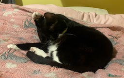 Mixed Breed cats for sale: Susie  - Image 3
