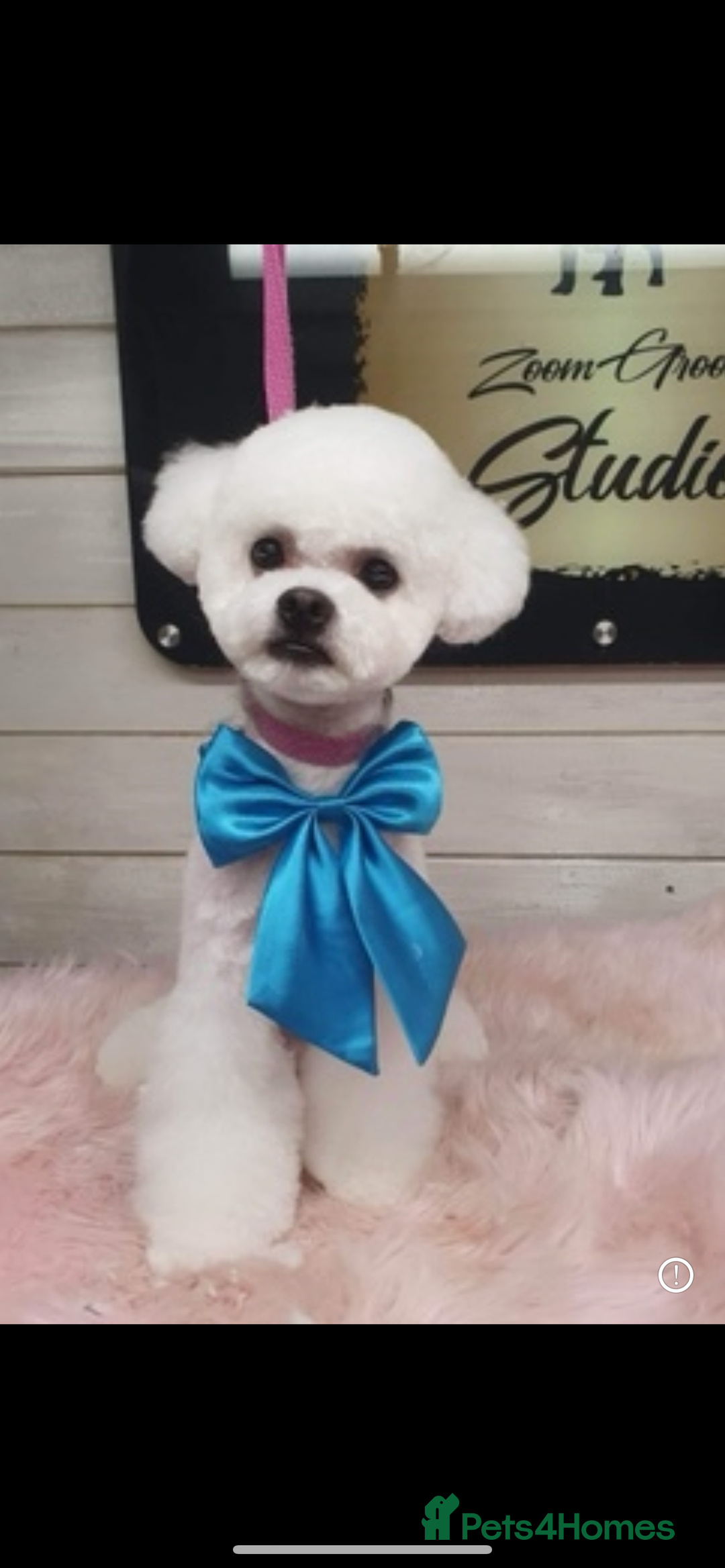Bichon Frise dogs for stud: Clifford  - Advert 2