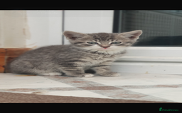 Mixed Breed cats for sale: Gorgeous kittens  - Image 1