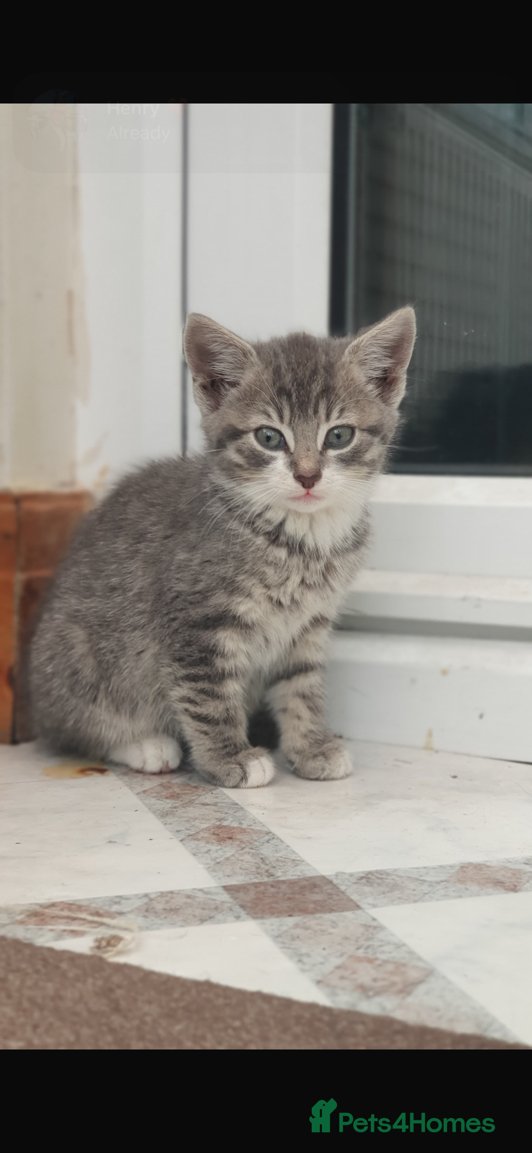 Mixed Breed cats for sale: Gorgeous kittens  - Image 1