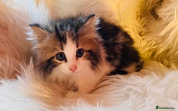 Mixed Breed cats for sale: Super gorgeous Maine coon kittens ready to go now - Image 3