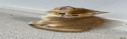 Scottish Fold cats for sale: LOVELY SCOTTISH FOLD GOLDEN KITTENS - Advert 3