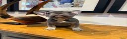 French Bulldog dogs for sale: French bulldog puppies - Advert 7
