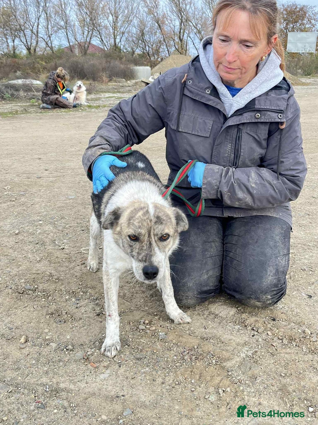 Mixed Breed dogs for adoption: Misty - Norwich Norfolk  - Advert 4