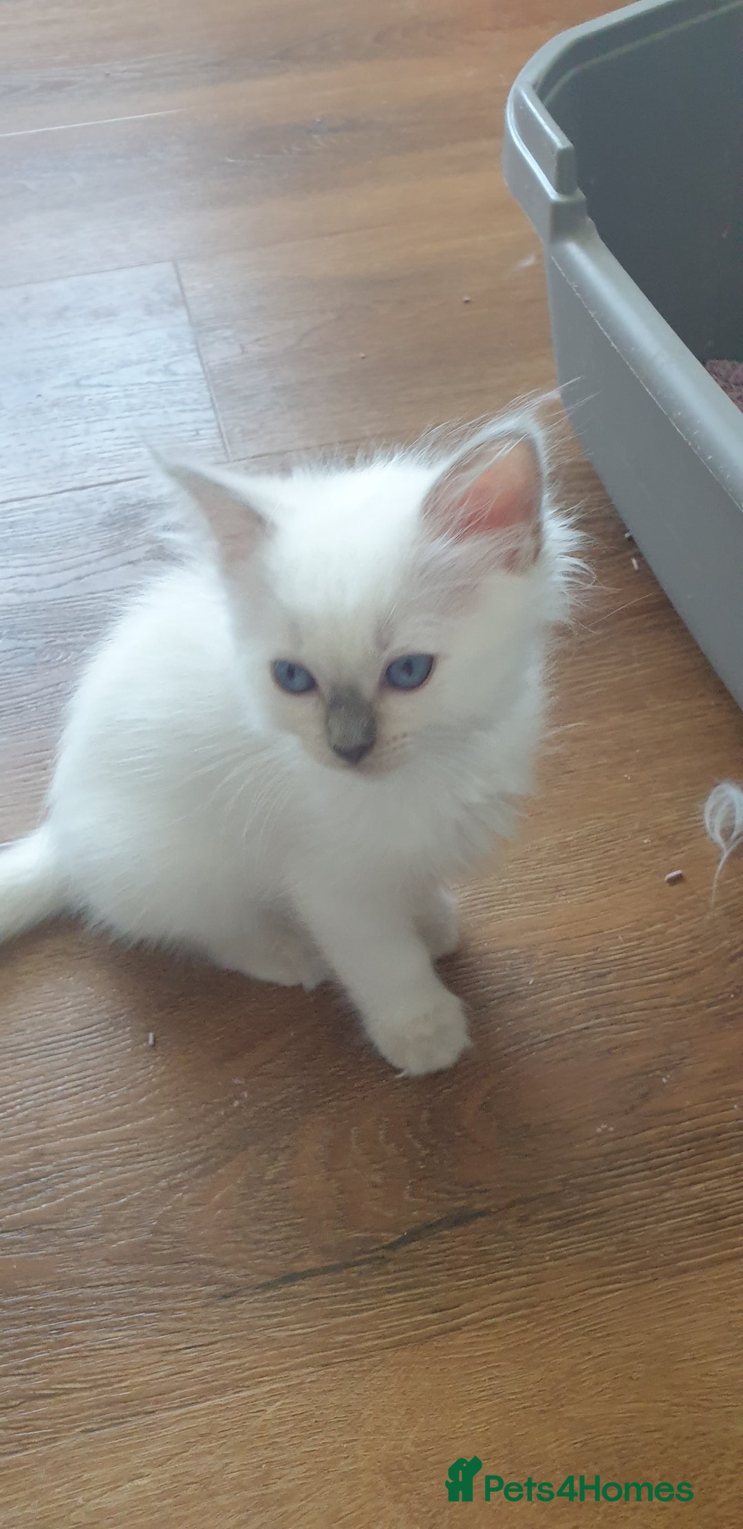 Ragdoll cats for sale: Beautiful GCCF lilac and Cream Point kittens - Image 19