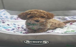 Cavapoochon dogs for sale: Outstanding Cavapoochon Boy Now Available  - Image 2