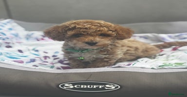 Cavapoochon dogs - Advert 1