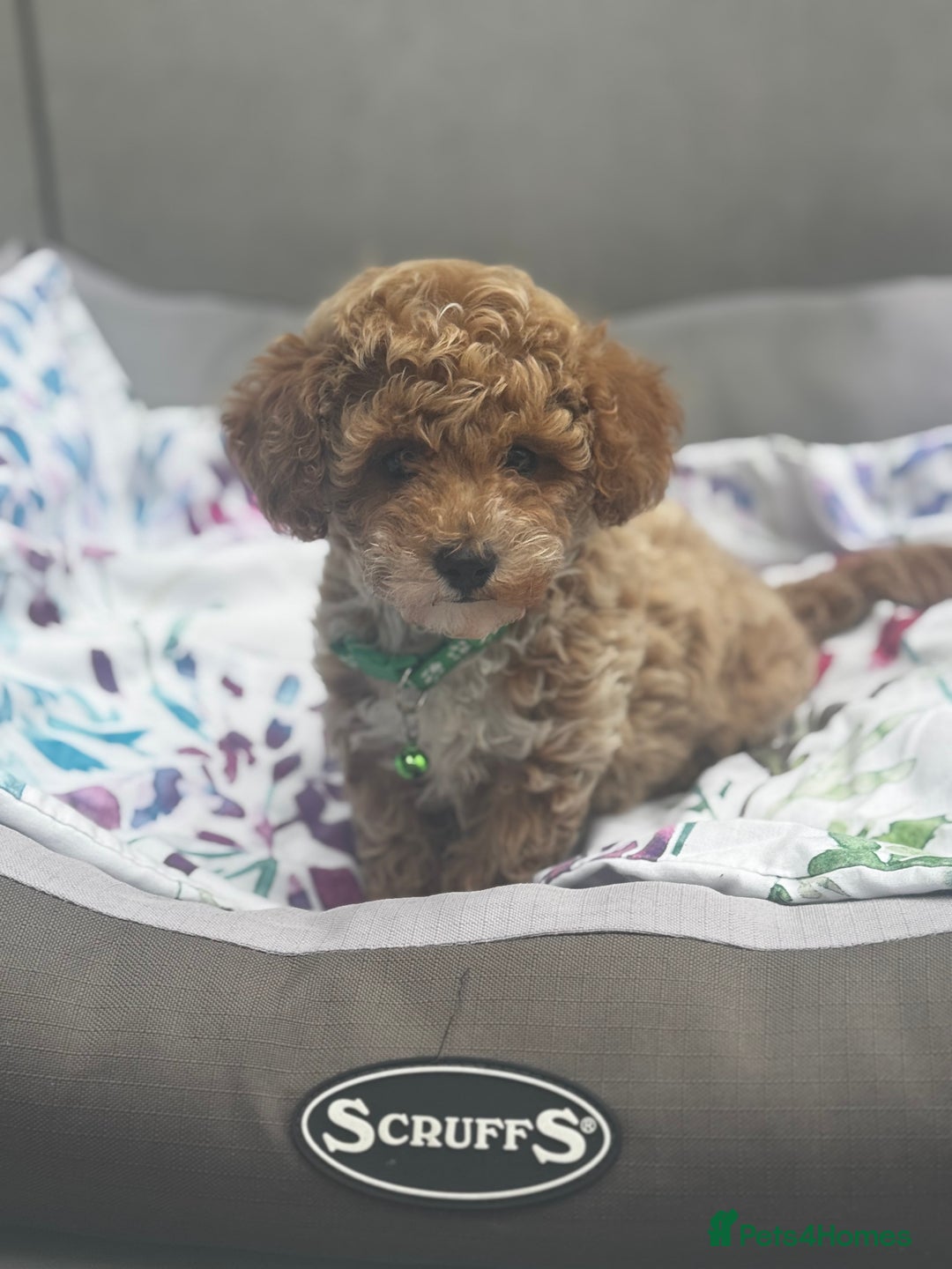 Cavapoochon dogs for sale: Outstanding Cavapoochon Boy Now Available  - Image 2