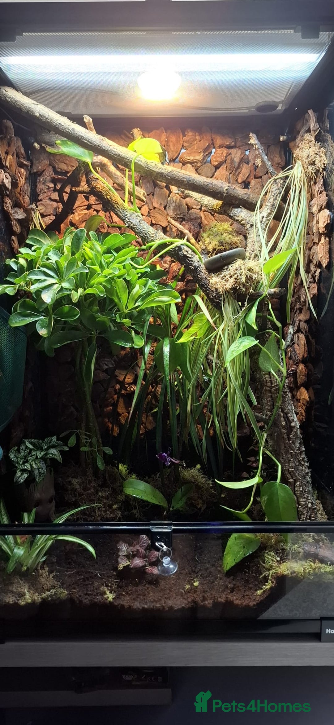 Gecko reptiles for sale: Baby crested geckos - Advert 12