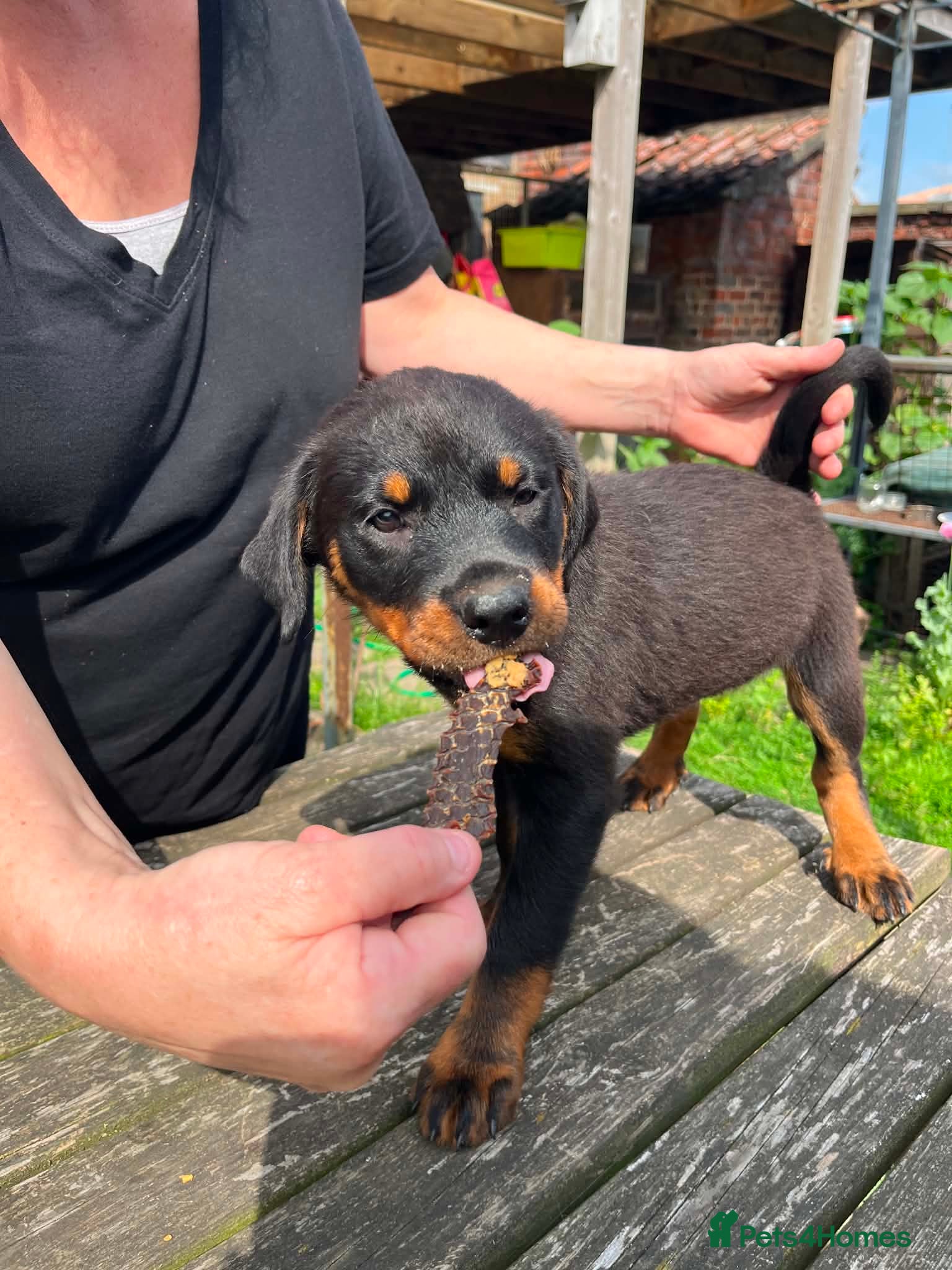 Rottweiler dogs 8 Rottie Pups (LAST 2 REMAINING) - Advert 11
