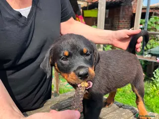 Rottweiler dogs 8 Rottie Pups (LAST 2 REMAINING) - Advert 11