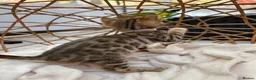 Bengal cats for sale: Stunning Bengal Kittens Ready for Reservation 😍 - Advert 10