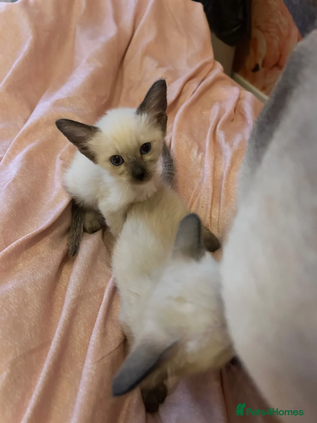 Siamese cats for sale: Four stunning chocolate Siamese kittens  - Advert 5