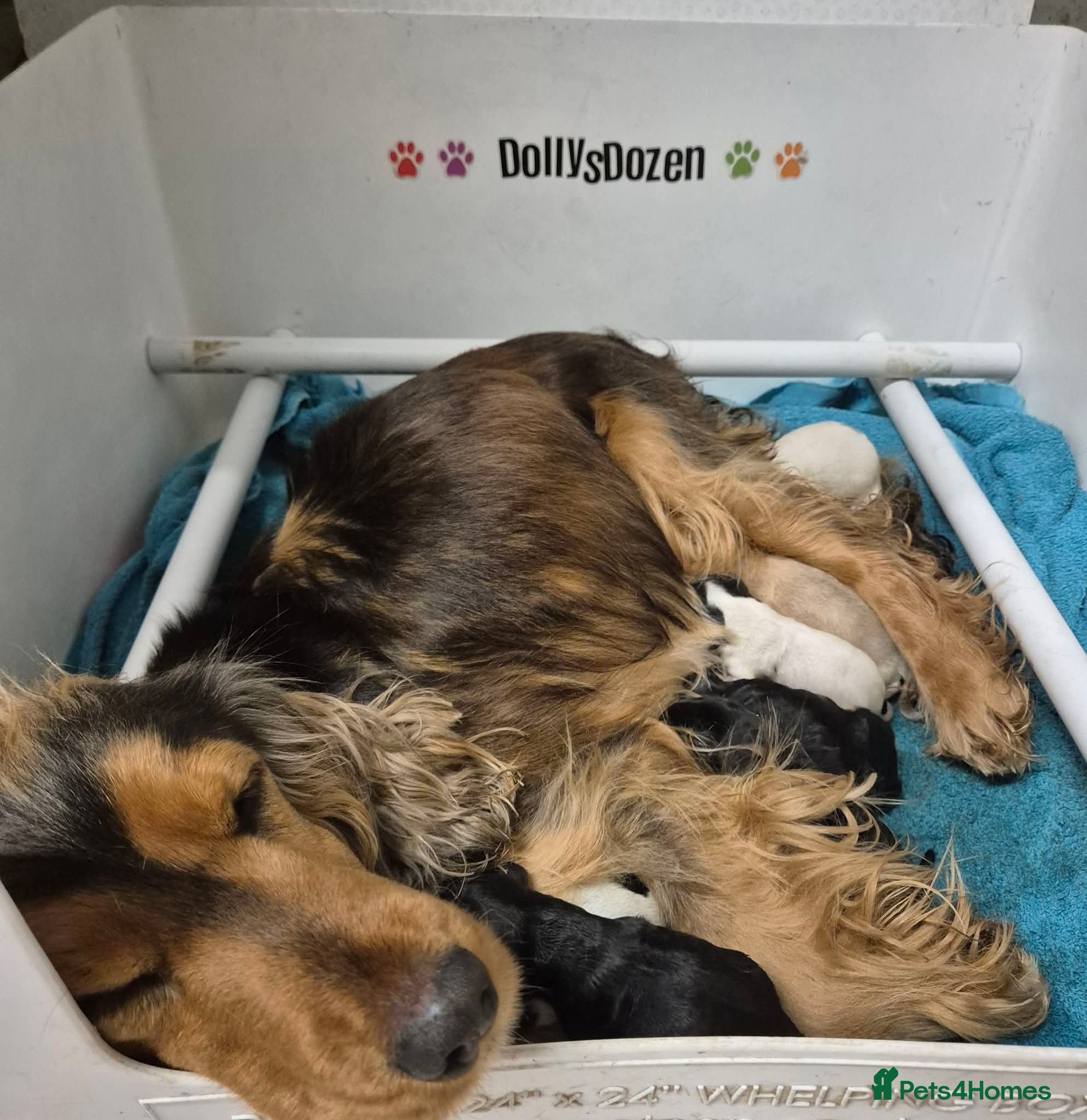 Cocker Spaniel dogs Beautiful Show Cocker RKC REG Blue Roan GIRL left - Advert 2