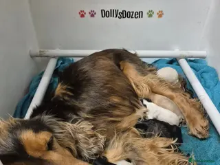 Cocker Spaniel dogs Beautiful Show Cocker RKC REG Blue Roan GIRL left - Advert 1