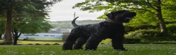 Giant Schnauzer dogs for stud: Stud dog - Giant Shnauzer  - Advert 1