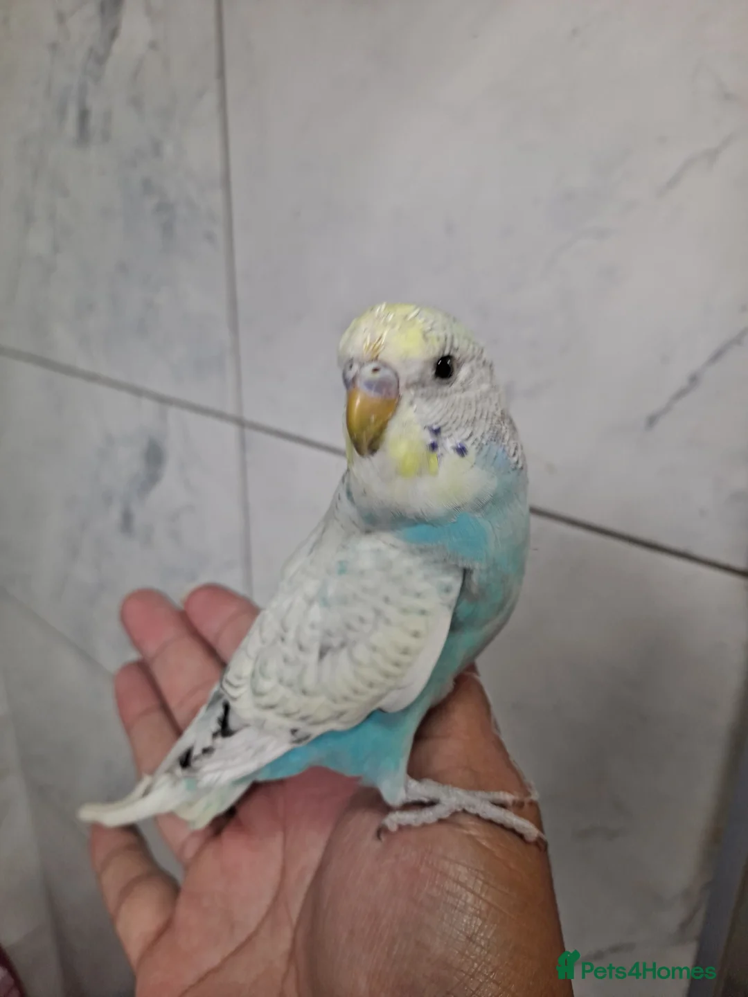 Budgerigars birds for sale: Hand tamed baby budgies for sale  - Advert 11
