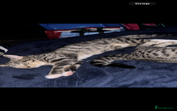 Toyger cats for sale: Toyger kittens  - Advert 3