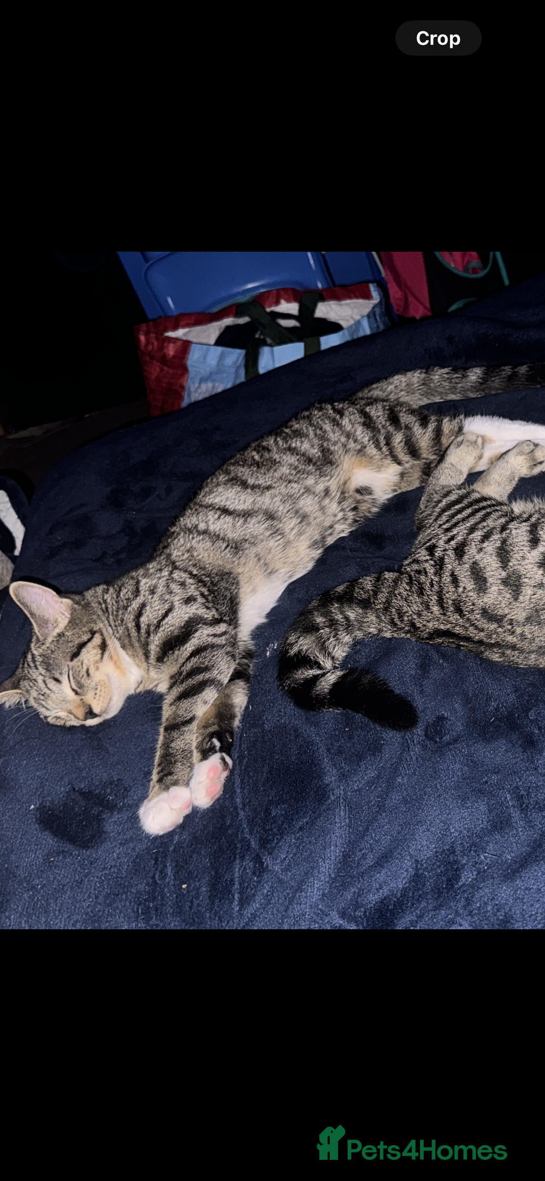 Toyger cats for sale: Toyger kittens  - Advert 3