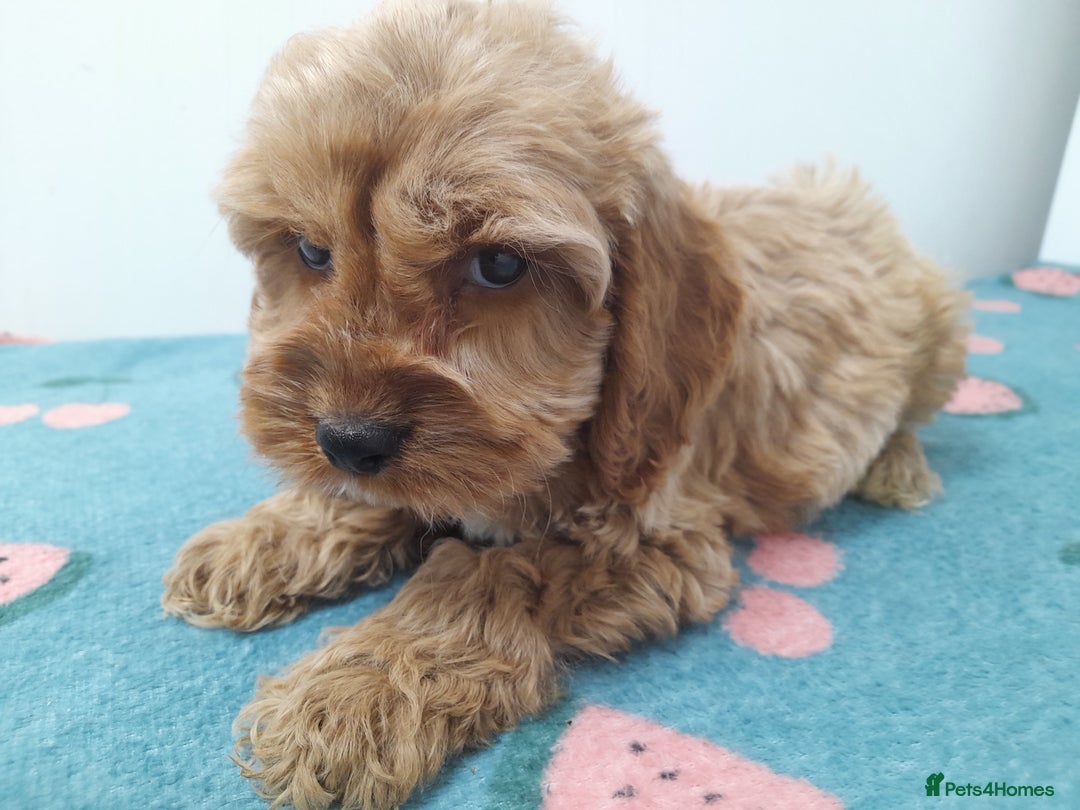 Cockapoo dogs for sale: Beautiful cockapoo puppies ready now - Advert 37