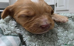 Cockapoo dogs for sale: Gorgous Cockerpoo Puppies - Image 13