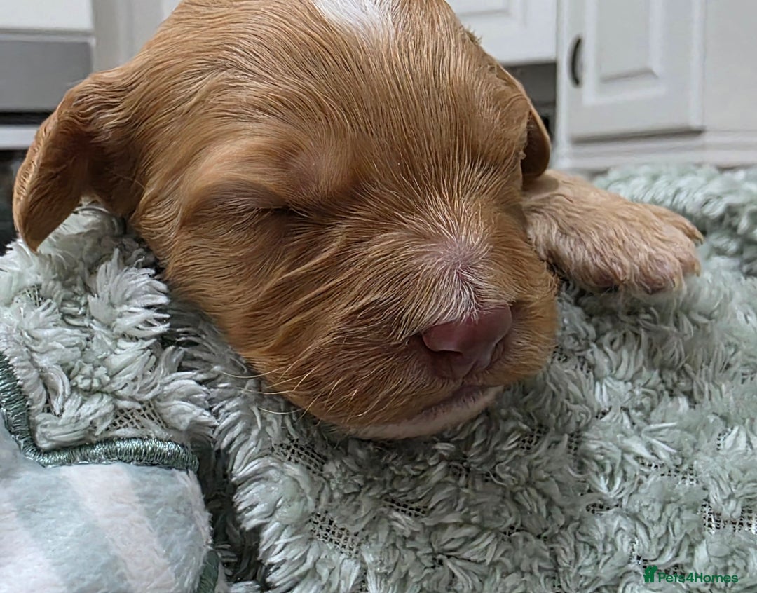 Cockapoo dogs for sale: Gorgous Cockerpoo Puppies - Image 13