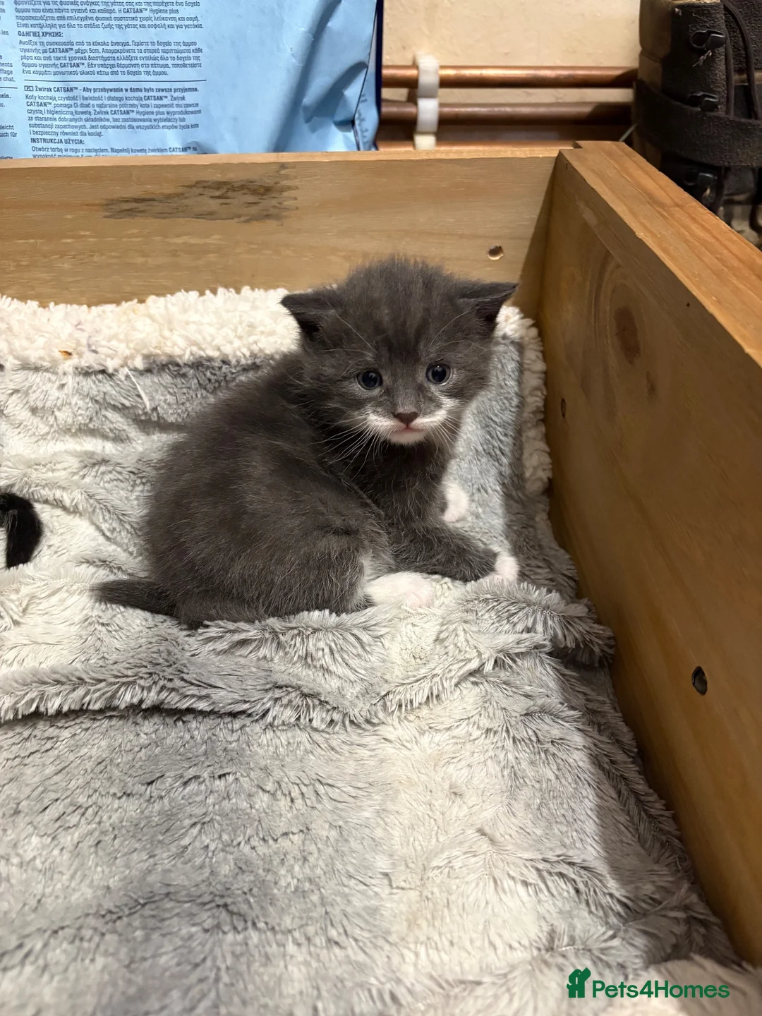 Mixed Breed cats for sale: Female kitten  in Ballindalloch - Advert 3