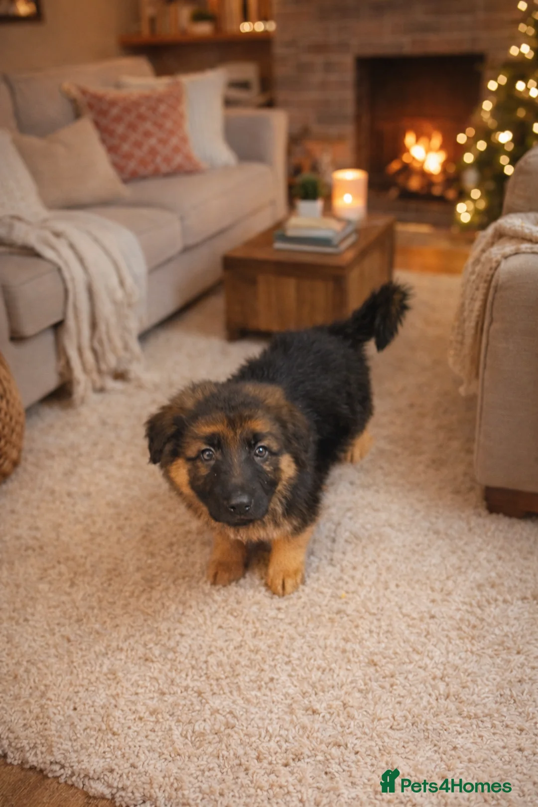 German Shepherd dogs for sale: Charming german shepherd puppy - Advert 6