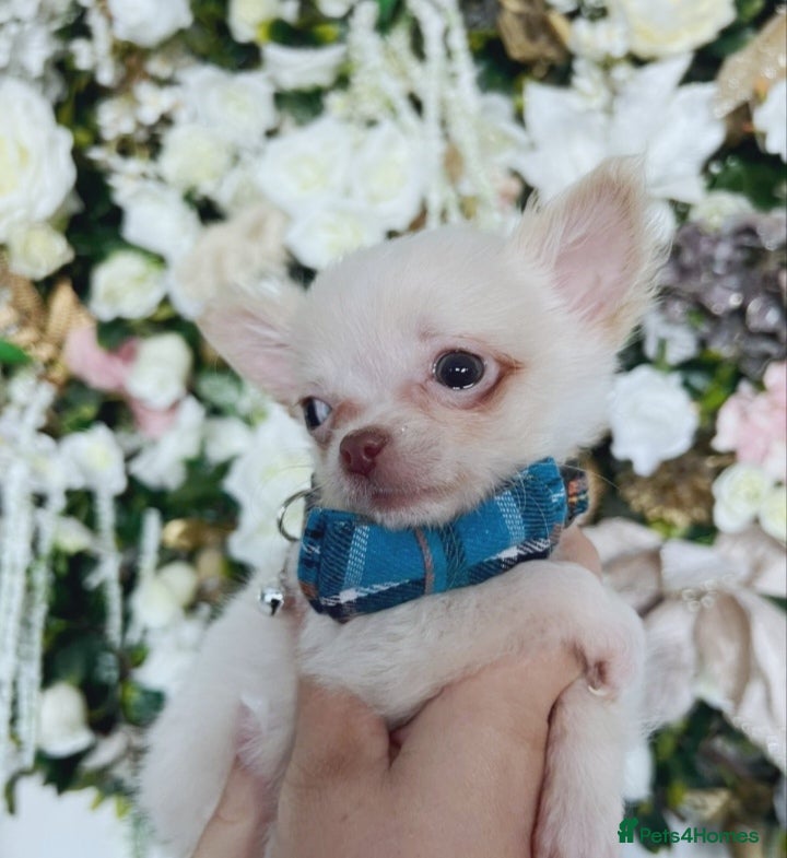 Chihuahua dogs REDUCED last cream/white boy long Coat chihuahua - Advert 5