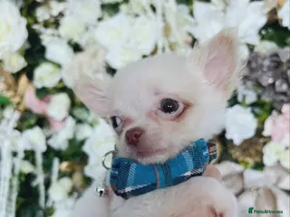 Chihuahua dogs REDUCED last cream/white boy long Coat chihuahua - Advert 5