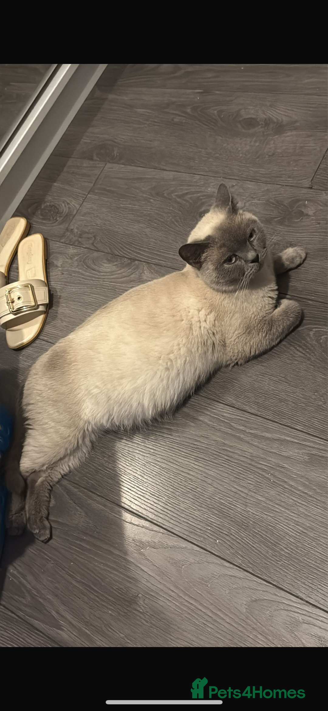 British Shorthair cats for sale: Blue point British shorthair gccf active - Advert 2