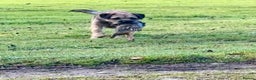 Border Terrier dogs for stud: SLEM Clear - KC Registered Stud Dog in Laurencekirk - Advert 7