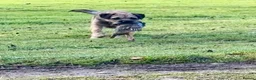 Border Terrier dogs for stud: SLEM Clear - KC Registered Stud Dog in Laurencekirk - Advert 7