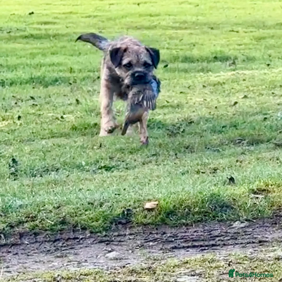 Border Terrier dogs for stud: SLEM Clear - KC Registered Stud Dog in Laurencekirk - Advert 7