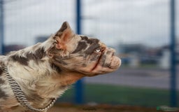 French Bulldog dogs for sale: Full fluffy ** lilac and tan Merle in London - Image 3