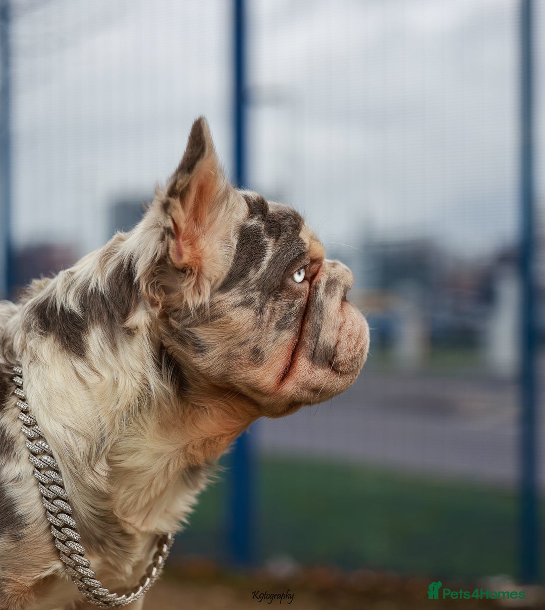 French Bulldog dogs for sale: Full fluffy ** lilac and tan Merle in London - Image 3