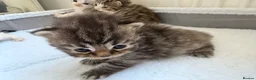 Persian cats for sale: Adorable Persian chinchilla mixed kittens  in Luton - Advert 3